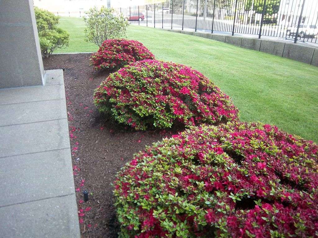When Should You Trim Azaleas / Bayweekly Com These shrubs are hardy
